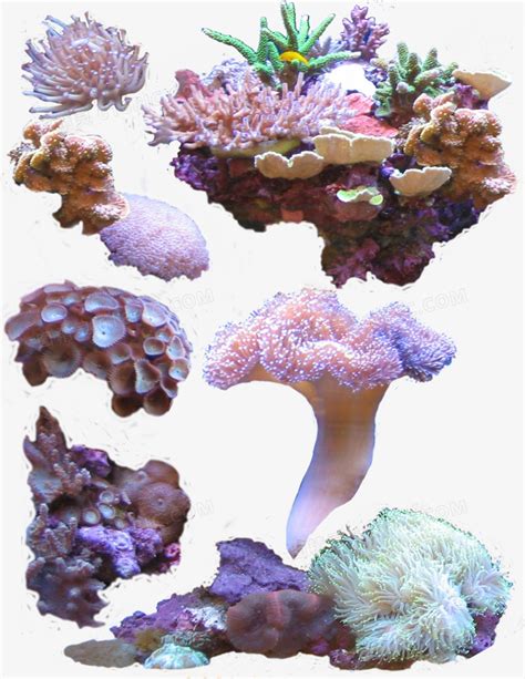 植物象徵 珊瑚擺放位置